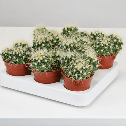 3.25" Golden Barrel Cactus - Ziya Blue
