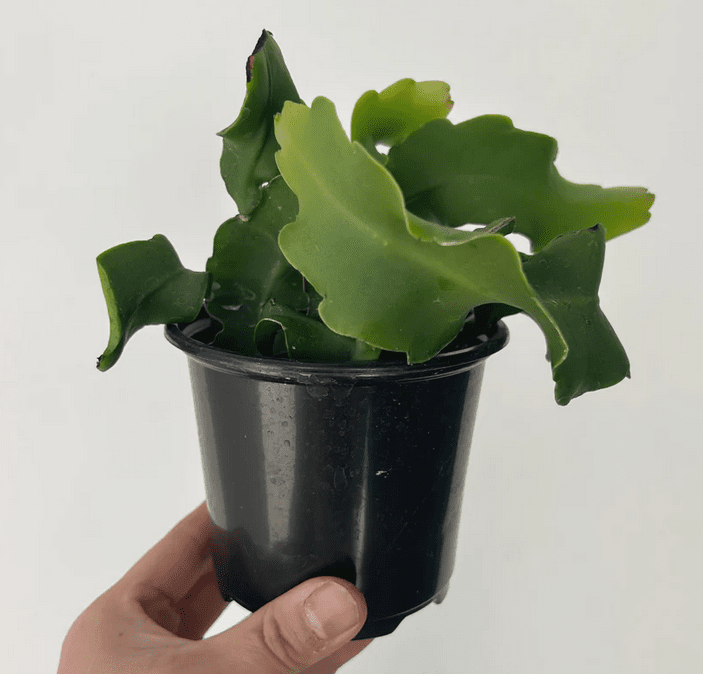 3.5" Curly Sue Cactus - Ziya Blue