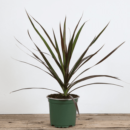 3.5" Dracaena - Ziya Blue