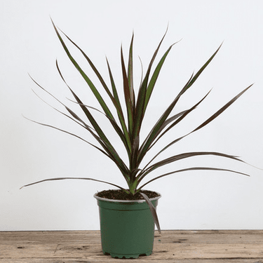 3.5" Dracaena - Ziya Blue