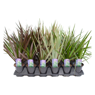 3.5" Dracaena - Ziya Blue