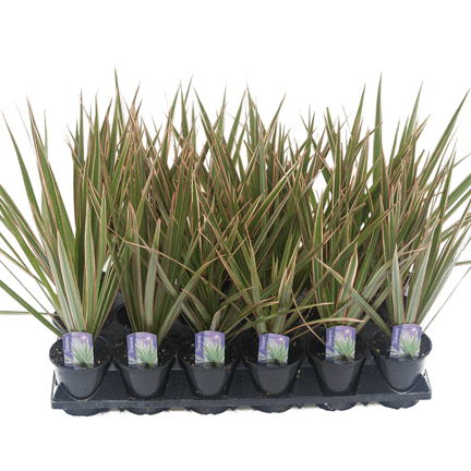 3.5" Dracaena - Ziya Blue