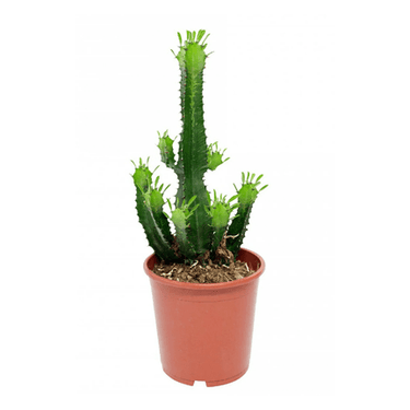3.5" Euphorbia Cacti - Ziya Blue