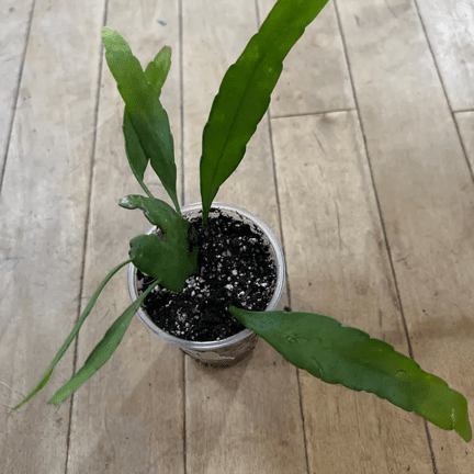 3.5" Orchid Cactus - Ziya Blue