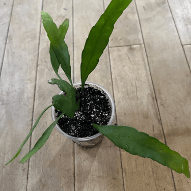 3.5" Orchid Cactus - Ziya Blue