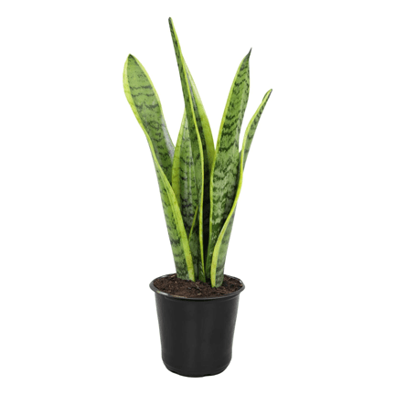 3.5" Snake Plant - Ziya Blue