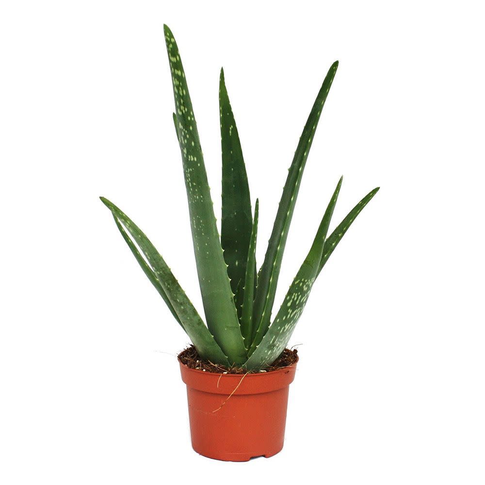 4" Aloe Medicine Plant - Ziya Blue