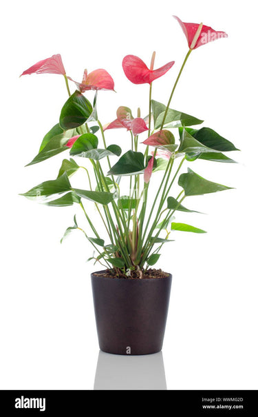 4" Anthurium - Ziya Blue