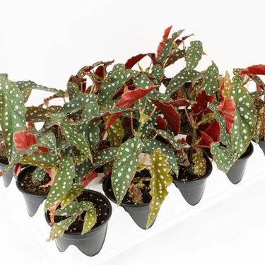 4" Begonia Maculata - Ziya Blue