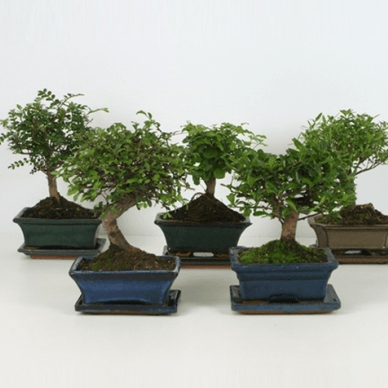 4" Bonsai Assorted in Ceramic - Ziya Blue