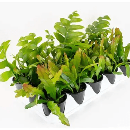 4" Cactus - Ziya Blue