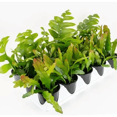 4" Cactus - Ziya Blue