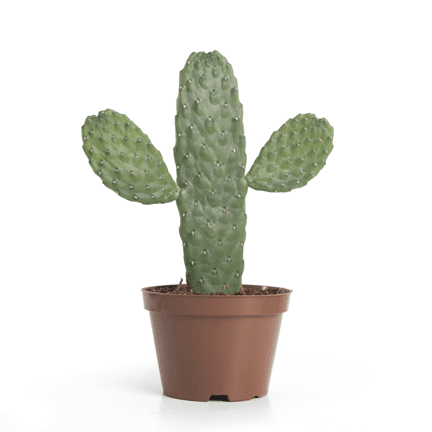4" Cactus - Ziya Blue