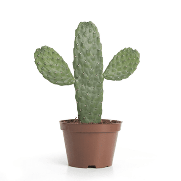4" Cactus - Ziya Blue