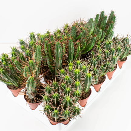 4" Cactus - Ziya Blue