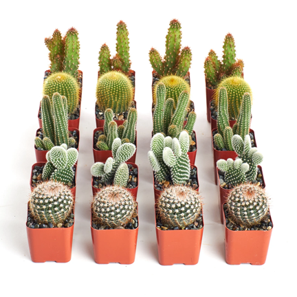4" Cactus - Ziya Blue