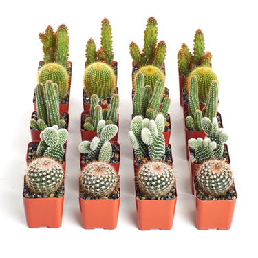 4" Cactus - Ziya Blue