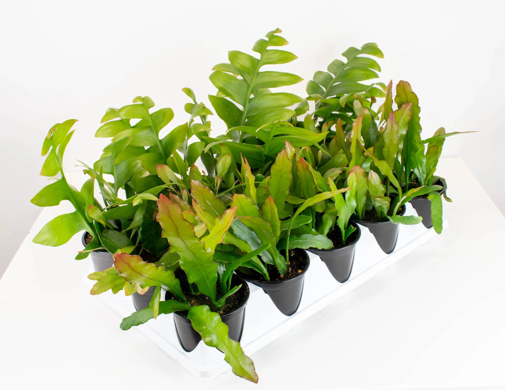 4" Cactus Orchid assorted - Ziya Blue