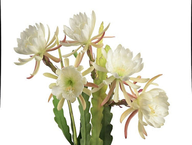 4" Cactus Orchid assorted - Ziya Blue