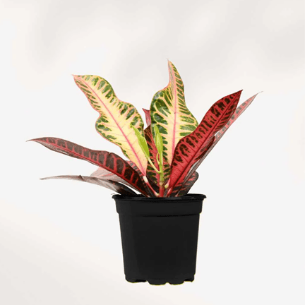 4" Croton Assorted - Ziya Blue