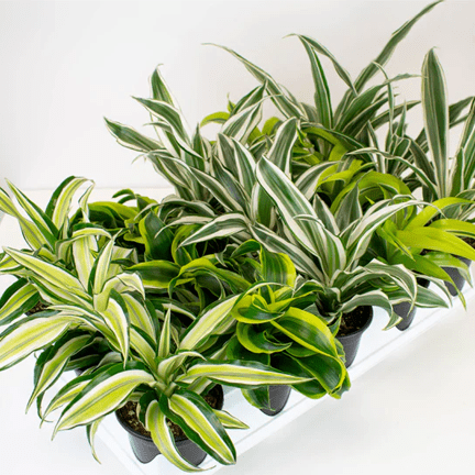 4" Dracaena Assortment - Ziya Blue