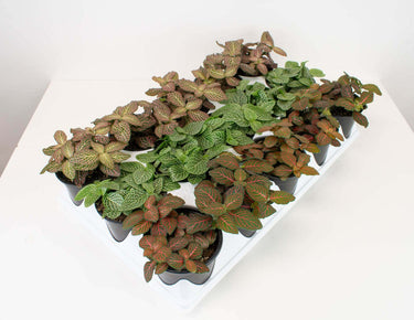 4" Fittonia - Ziya Blue