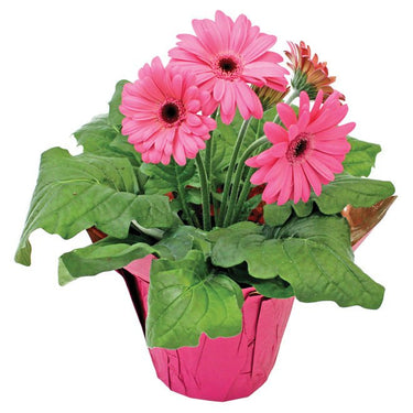 4" Gerbera - Ziya Blue