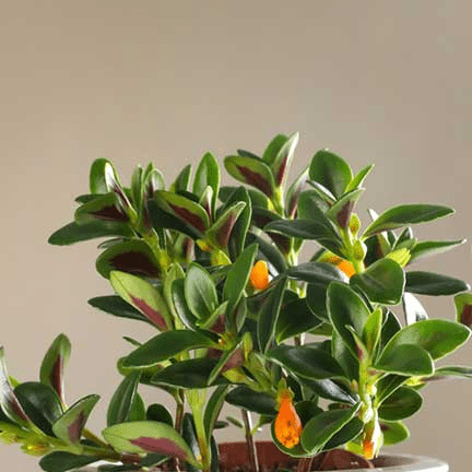 4" Goldfish Tropicana Plant - Ziya Blue