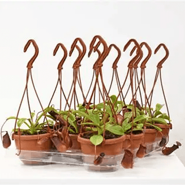 4" HB Nepenthes, Asian Pitcher Plant - Ziya Blue