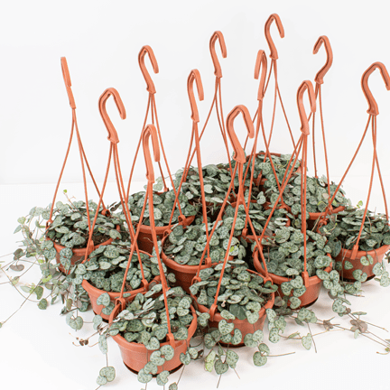 4" HB String Assortment - Ziya Blue