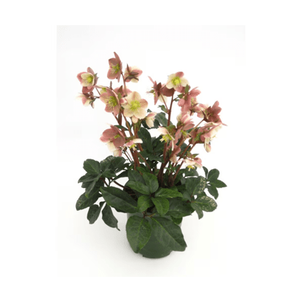 4" Helleborus - Ziya Blue