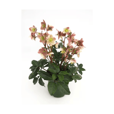 4" Helleborus - Ziya Blue