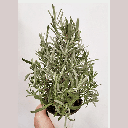 4" Lavender tree - Ziya Blue