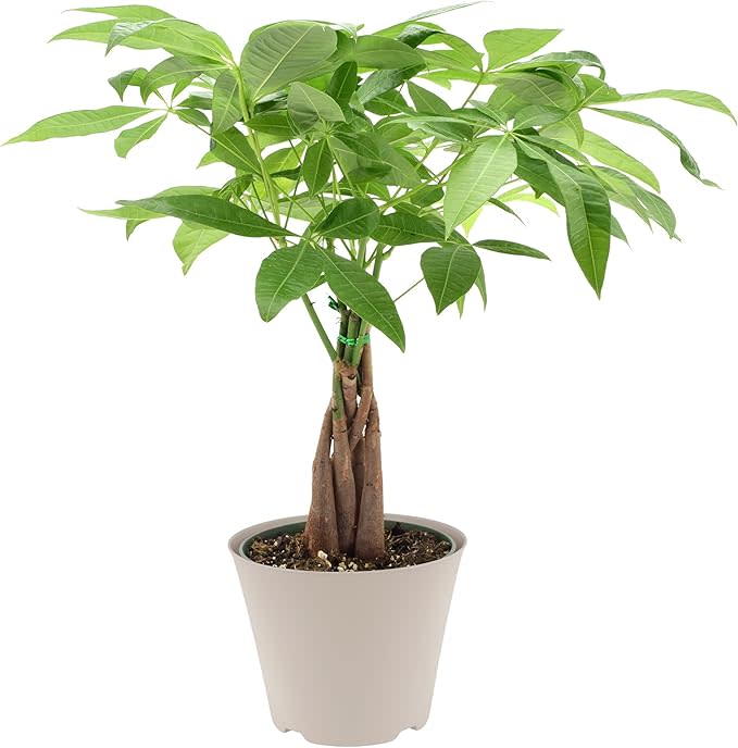 4" Pachira Mini Money Tree - Ziya Blue
