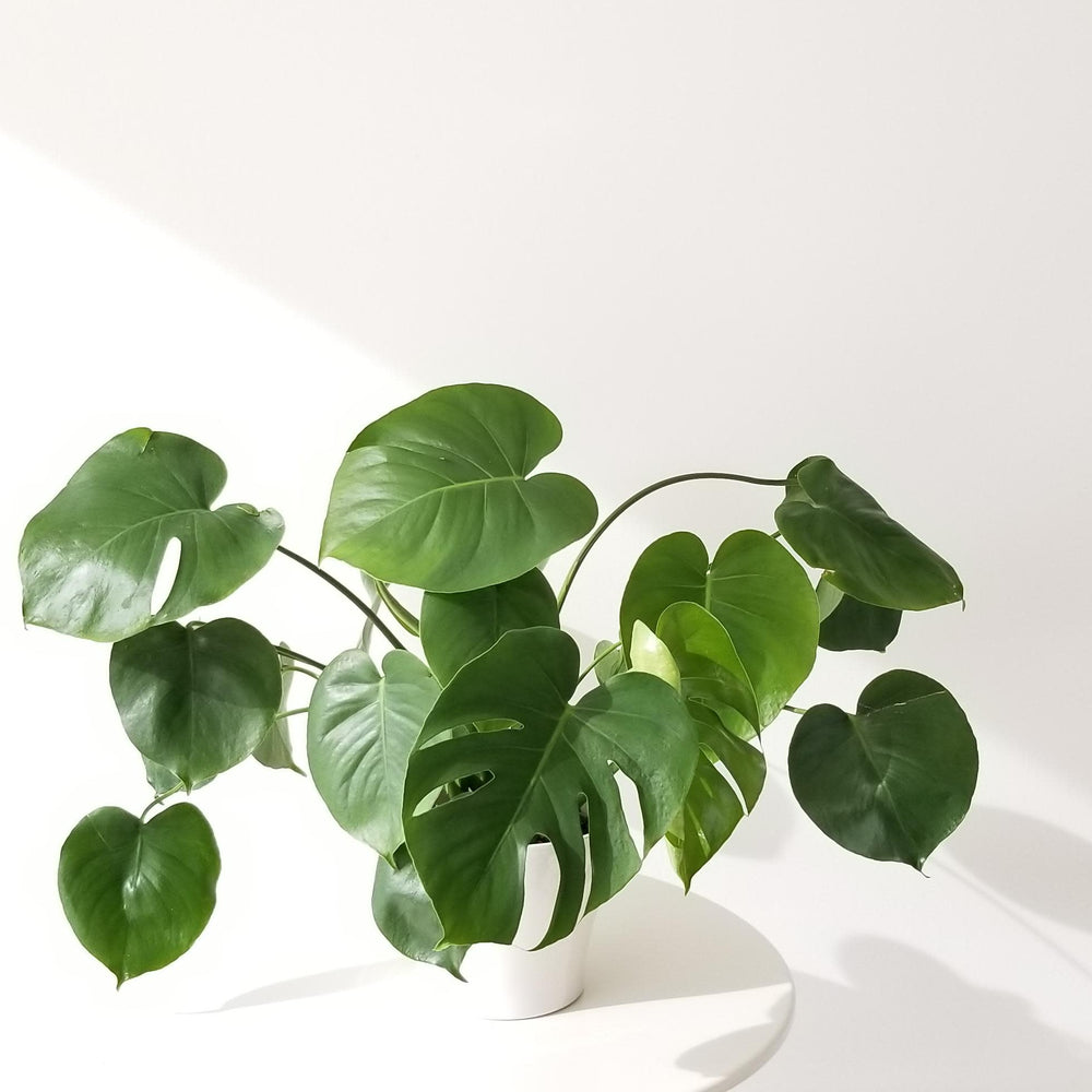 4" Philodenron Monstera Split Leaf - Ziya Blue