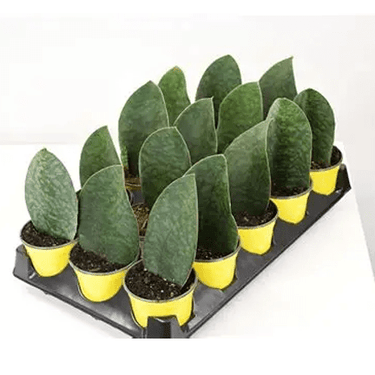 4" Sansevieria, Shark Fin - Ziya Blue