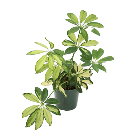 4" Schefflera Gold Capella - Ziya Blue