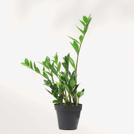 4" ZZ Plant - Ziya Blue