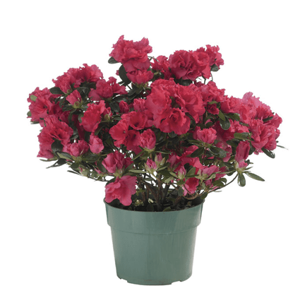 4.5" Azalea - Ziya Blue