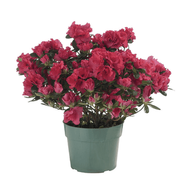 4.5" Azalea - Ziya Blue