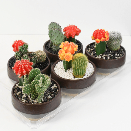 5" Cactus Garden in Terracotta - Ziya Blue