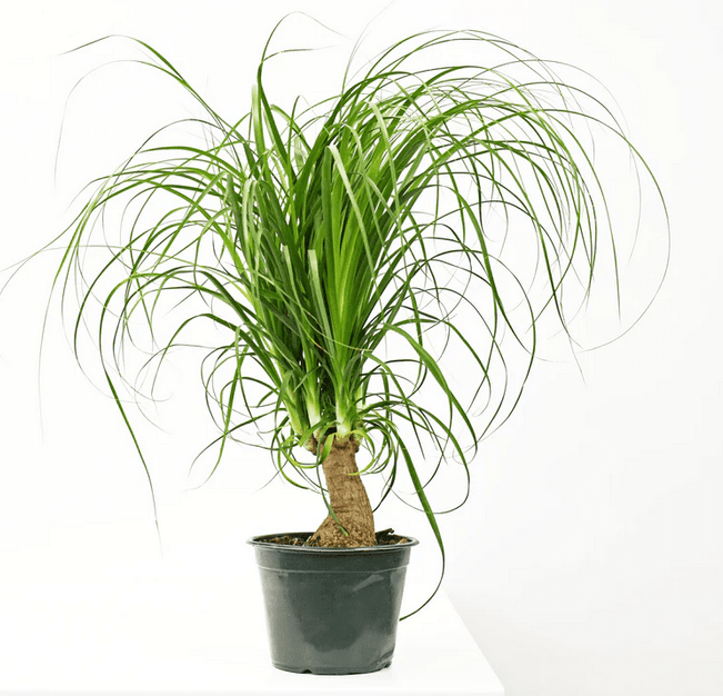 6" Ponytail Palm - Ziya Blue