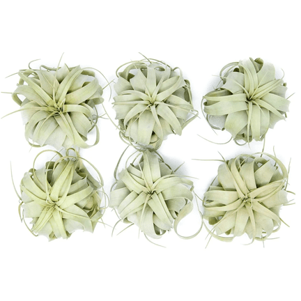 6" Xerographica Air Plant - Ziya Blue