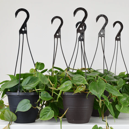 6.5" HB Philodendron Green - Ziya Blue