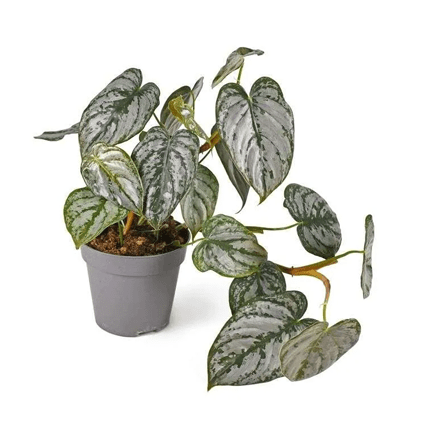 6.5" HB Philodendron Silver Pictus - Ziya Blue