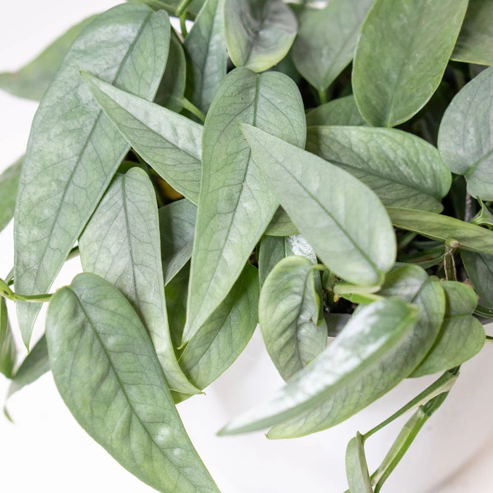 6.5" HB Pothos Cebu Blue - Ziya Blue