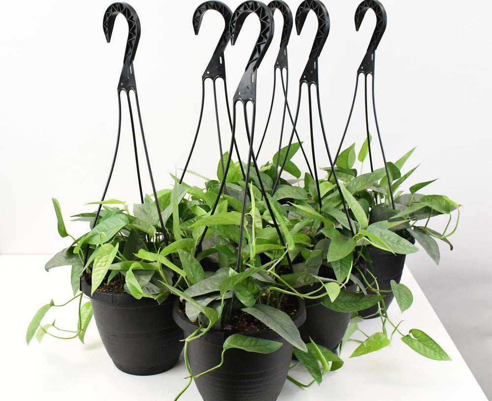 6.5" HB Pothos Cebu Blue - Ziya Blue