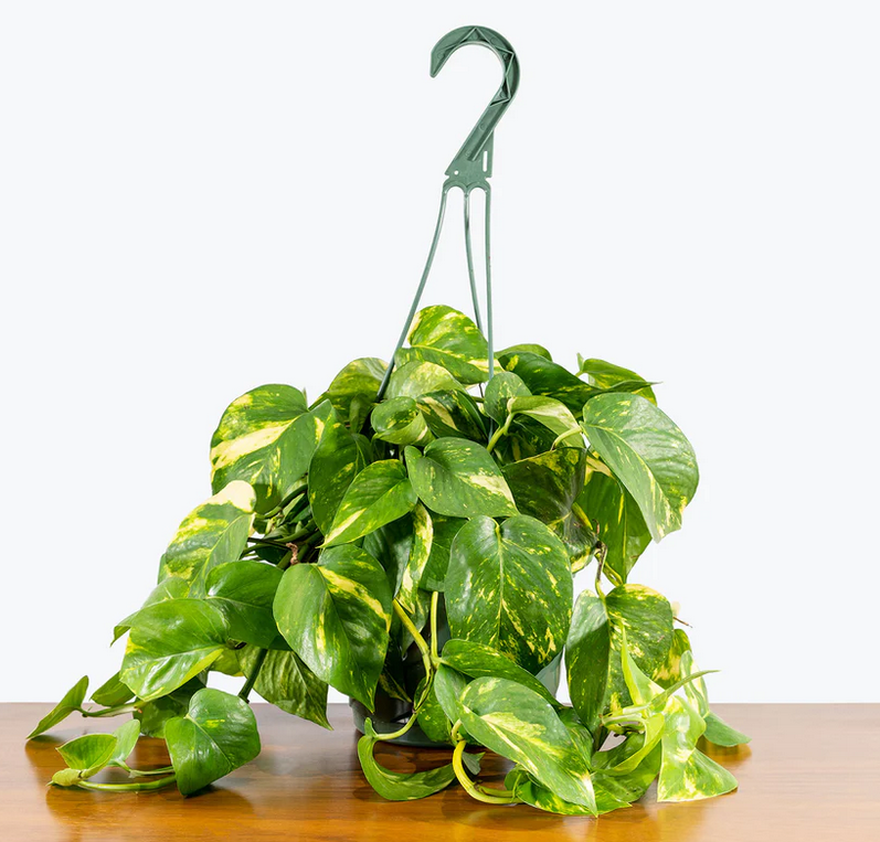 6.5" HB Pothos Golden - Ziya Blue