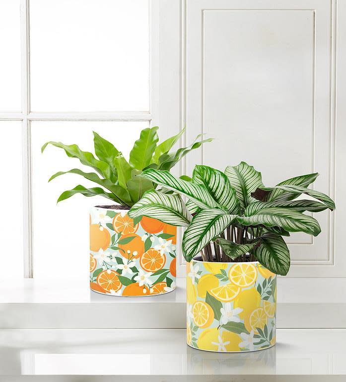 6.5" Orange & Blossom Planter - Ziya Blue