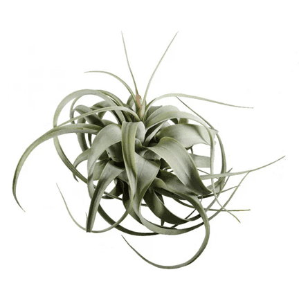 8" Xerographica Air Plant - Ziya Blue